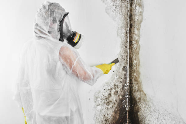 Why You Should Choose Our Mold Remediation Services in Hinesville, GA